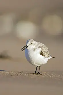Sanderlings: Sanderling - On sandy beach