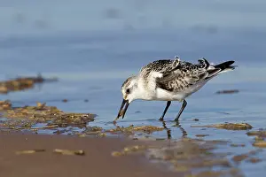 Sanderlings: Sanderling on shoreline looking for food September