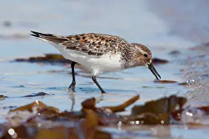 Sanderlings: Sanderling - Single adult feeding on the tideline
