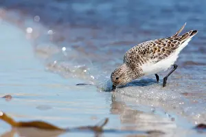 Sanderlings: Sanderling - Single adult feeding on the tideline