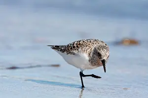Sanderlings: Sanderling - single adult running along a the tide line