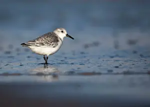 Sanderlings: Sanderling - standing along shoreline - December