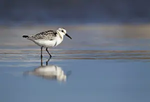Sanderlings: Sanderling standing on shoreline September