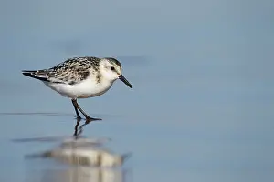 Sanderlings: Sanderling - standing on the shoreline in shallow