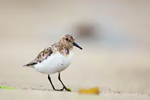 Sanderlings: Sanderling Summer plumage