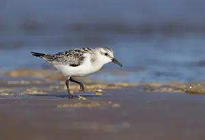 Sanderlings: Sanderling - walking along shoreline looking for