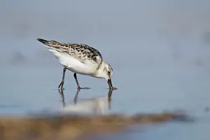 Sanderlings: Sanderling - walking along the shoreline in shallow