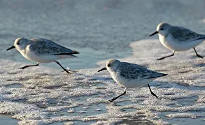 Blurred: Sanderlings (Calidris alba) running at the rinsing