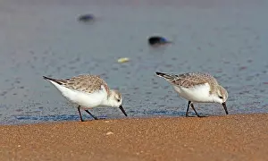Sanderlings: Sanderlings (Calidris alba) in search of food on