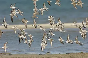 Sanderlings: Sanderlings and Dunlins in flight