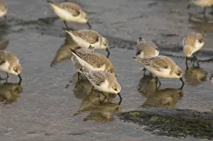 Sanderlings: Sanderlings - feeding on sea shore in winter plumage