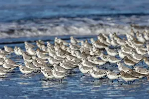 Surf: Sanderlings in the Pacific Ocean surf at Cape Disappointment