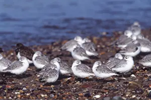 Chris Knights: SANDERLINGS - resting by water