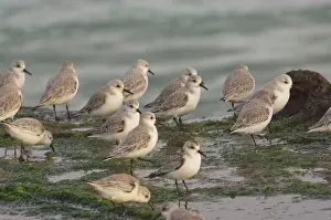 Sanderlings: Sanderlings on sea shore in winter plumage