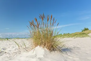 Silence: Sandhammaren