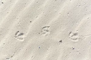 Track: Sandhammaren