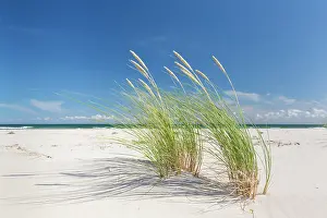 Silence: Sandhammaren