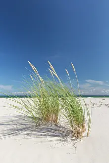 Silence: Sandhammaren