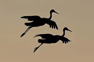 Tabida: Sandhill Crane