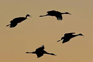 Tabida: Sandhill Crane