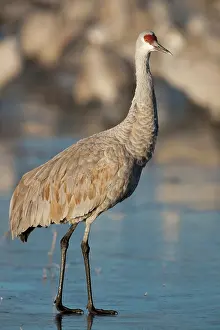 Tabida: Sandhill Crane