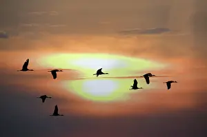 Nebraskan: Sandhill Crane