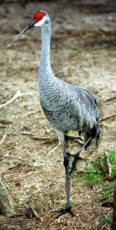 Canadenis: Sandhill Crane