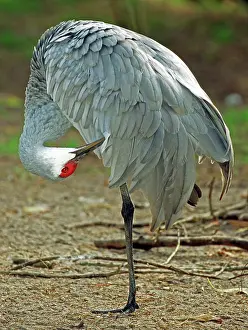 Canadenis: Sandhill Crane