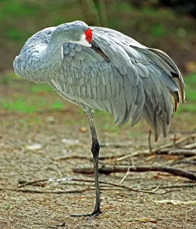 Canadenis: Sandhill Crane