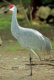 Canadenis: Sandhill Crane