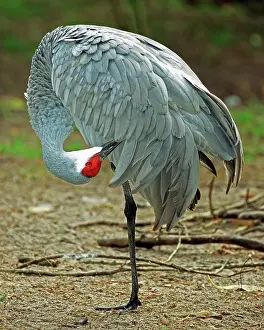 Canadenis: Sandhill Crane