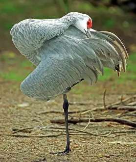 Canadenis: Sandhill Crane