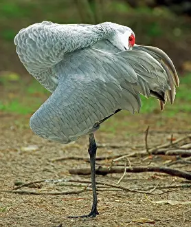 Canadenis: Sandhill Crane