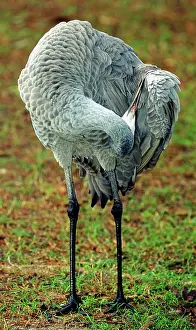 Canadenis: Sandhill Crane