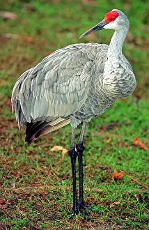 Canadenis: Sandhill Crane