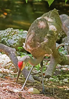Tending: Sandhill Crane