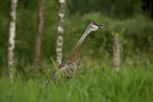 Trumpet: Sandhill Crane