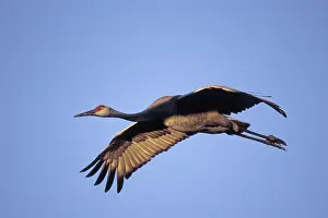 Spans: Sandhill Crane
