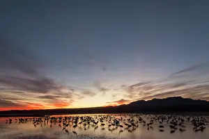 Masse: Sandhill Crane