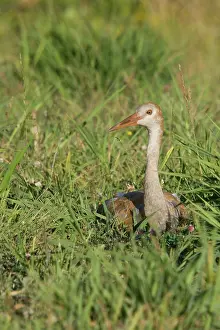 Backwards: Sandhill Crane