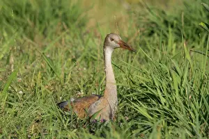 Backwards: Sandhill Crane