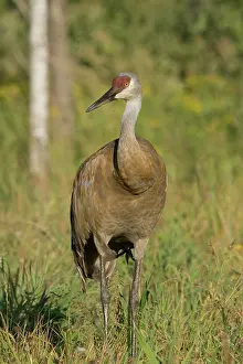 Backwards: Sandhill Crane