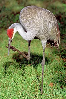 Scratching: Sandhill Crane