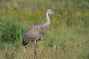 Backwards: Sandhill Crane