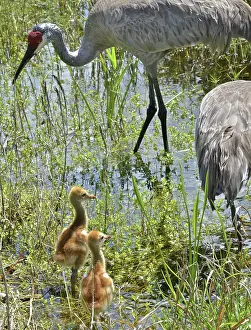 Gruidae: Sandhill Crane