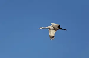 Gruidae: Sandhill Crane