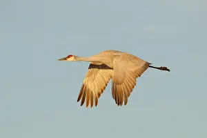 Apache: Sandhill Crane