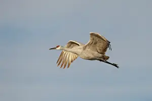 Apache: Sandhill Crane