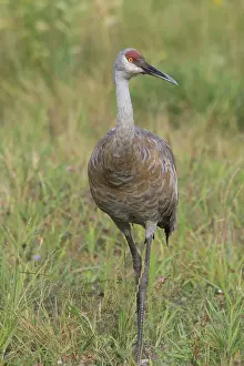 Neck: Sandhill Crane