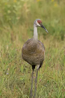 Neck: Sandhill Crane